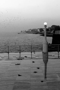 İskeledeki bir martının siyah beyaz fotoğrafı.