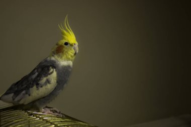 Bir dalda bir kuş oturuyor