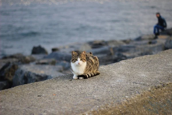 Stanbul Sokaklarında Bir Kedi — Stok fotoğraf