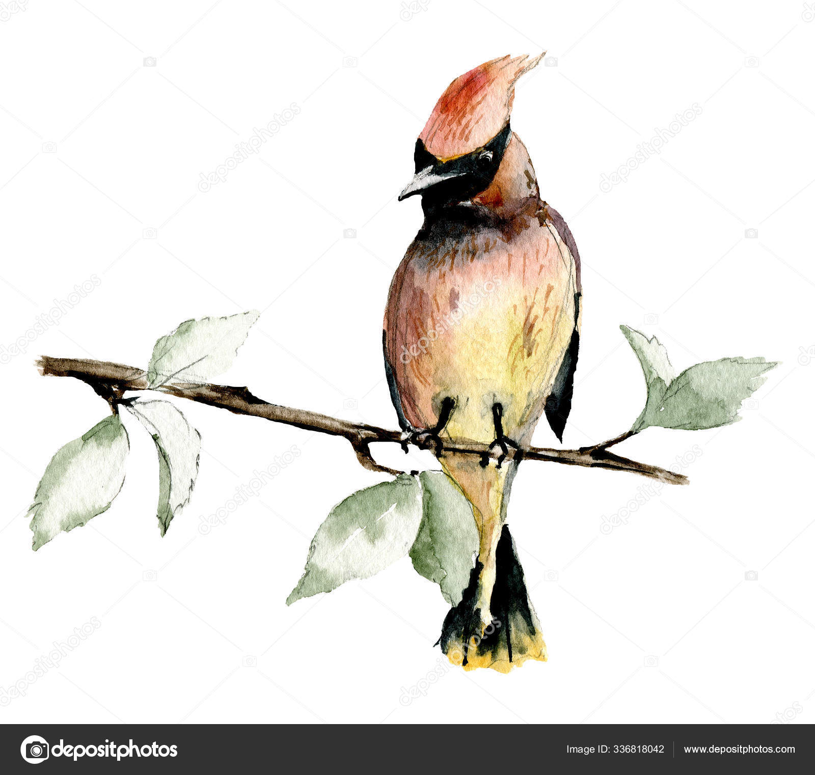 Beautiful Bird Sitting Branch Watercolor Art Painting Stock Photo By ©Maslovalarisa 336818042