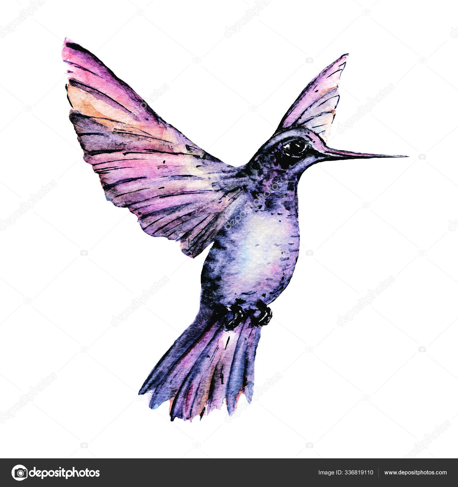 Colibri Aquarelle Pourpre Oiseau Isolé Sur Blanc — Illustration de stock  par ©MaslovaLarisa - 336819110, image size:1600x1700