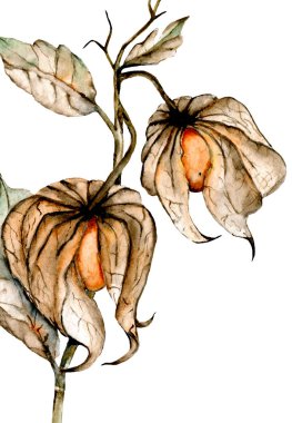 Physalis suluboya el çizimi. kart tasarımı kavramı