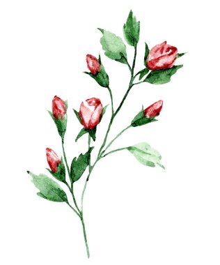 Çiçek açan suluboya çiçekleri beyaz arkaplanda izole edilmiş, dekorasyon konsepti 