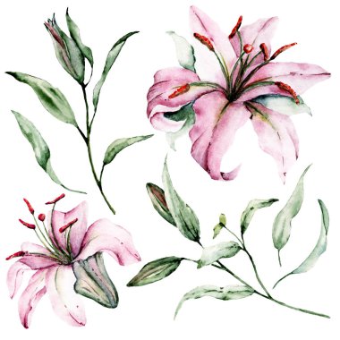 güzel çiçekli zambaklar, suluboya resim