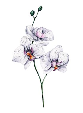 Çiçek açan suluboya çiçekleri beyaz arkaplanda izole edilmiş, dekorasyon konsepti 