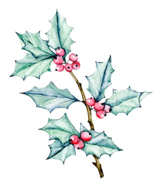 Holly Branş. Suluboya el yapımı konsept. Beyaz arka planda izole edilmiş. Kartlar, afişler, posterler ve diğer baskı projeleri için çiçek tasarımı.