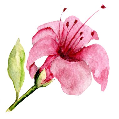  Beyaz arka planda el resmi, suluboya çiçek sanatı konsepti