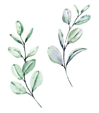 Suluboya yeşil bitkiler. Beyaz arkaplanda el boyaması çiçek tasarımı