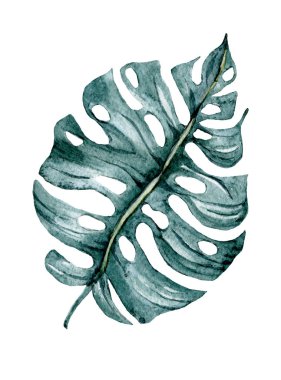 Beyaz arkaplanda tropik suluboya yaprağı 