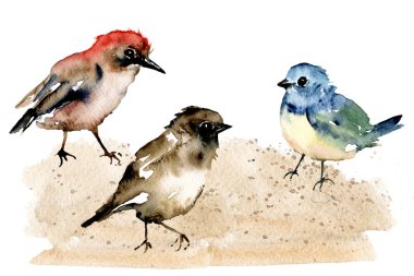 Birds, set watercolor painting, wildlife isolated on white background
