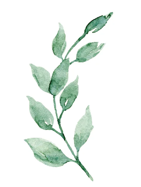 Υδατογραφία Πράσινο Φυτό Χέρι Ζωγραφική Floral Σχέδιο Λευκό Φόντο — Φωτογραφία Αρχείου