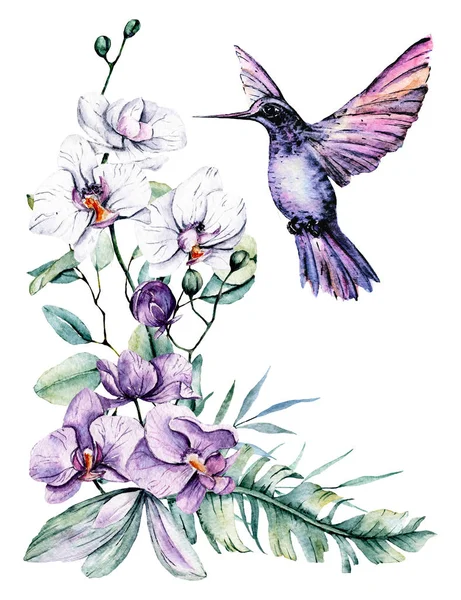 Kolibri Kuşlu Tropikal Yapraklar Çiçekler Suluboya Resim — Stok fotoğraf