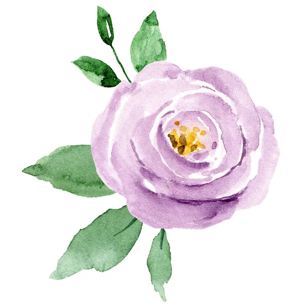  Beyaz arka planda el resmi, suluboya çiçek sanatı konsepti