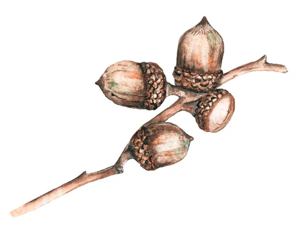 Eichenzweig Mit Eicheln Aquarell Handgezeichnetes Botanisches Konzept Vereinzelt Auf Weißem — Stockfoto