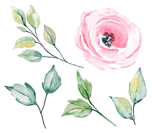 Bir dizi suluboya çiçek çizimi, klasik dekorasyon.