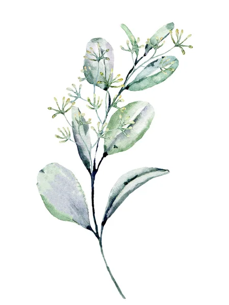 Plante Aquarelle Verte Peinture Main Motif Floral Sur Fond Blanc — Photo