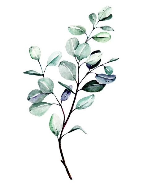 Υδατογραφία Πράσινο Φυτό Χέρι Ζωγραφική Floral Σχέδιο Λευκό Φόντο — Φωτογραφία Αρχείου