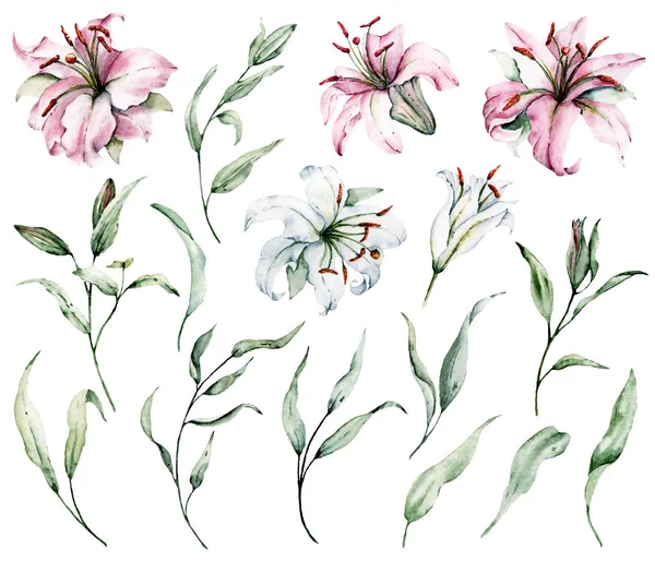Vacker Blommande Liljor Akvarell Konst Målning — Stockfoto