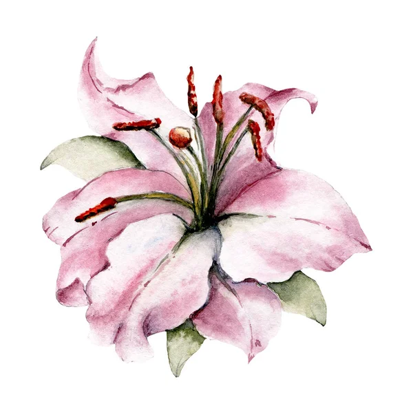  Beyaz arka planda el resmi, suluboya çiçek sanatı konsepti