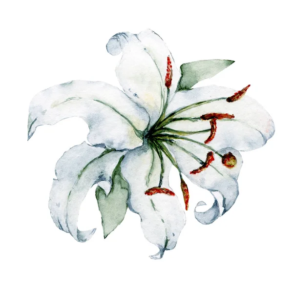 Peinture Main Fleur Sur Fond Blanc Aquarelle Concept Art Floral — Photo