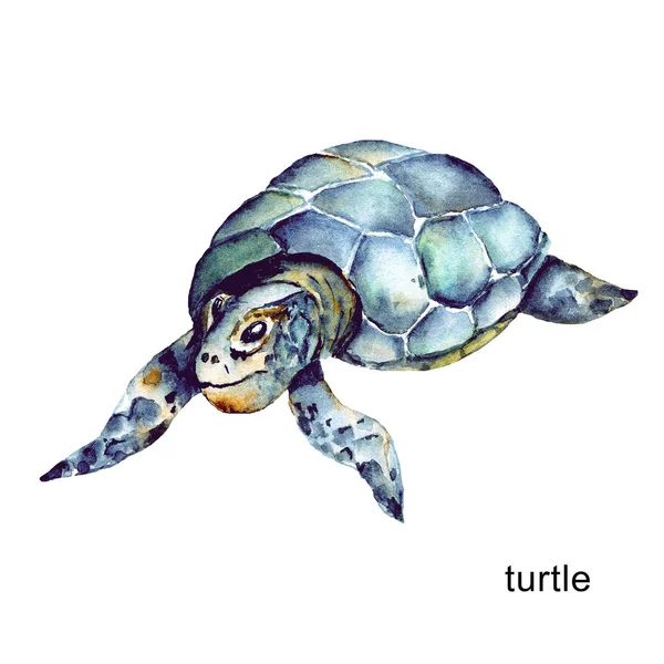 Turtle Watercolor Cartoon Marine Concept Underwater Life Sea Animals Perfectly — Stock Photo, Image