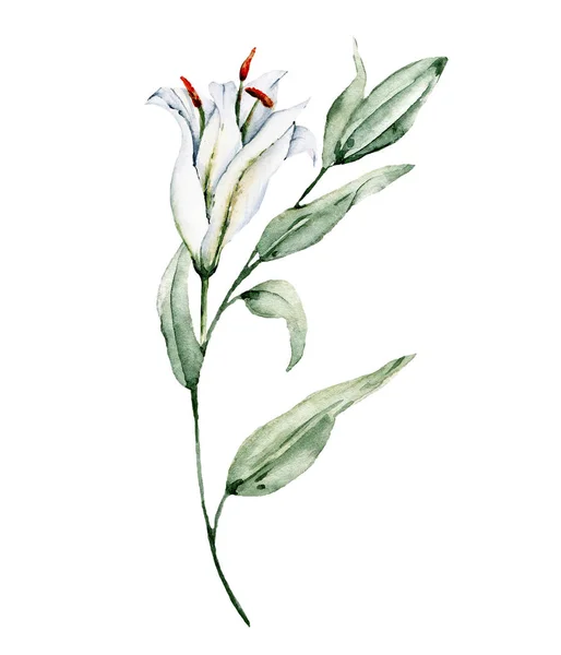 Handmalerei Blume Auf Weißem Hintergrund Aquarell Blumenkunst Konzept — Stockfoto