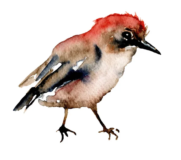 Kuş, suluboya resim, yaban hayatı sanat eserleri beyaz arka planda izole edilmiş..