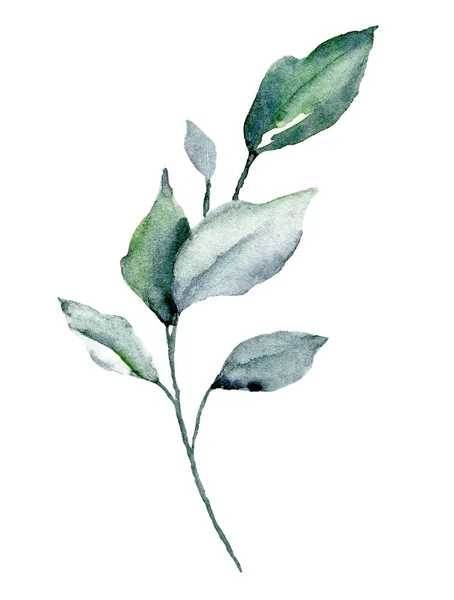 Aquarela Planta Verde Mão Pintura Design Floral Fundo Branco — Fotografia de Stock