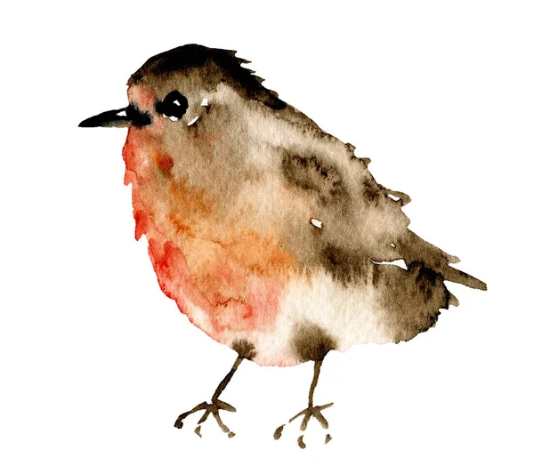 Kuş Suluboya Resim Yaban Hayatı Sanat Eserleri Beyaz Arka Planda — Stok fotoğraf