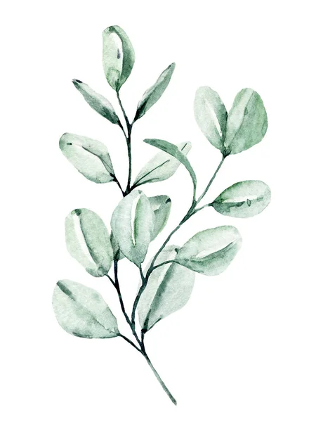 Acquerello Pianta Verde Pittura Mano Disegno Floreale Sfondo Bianco — Foto Stock