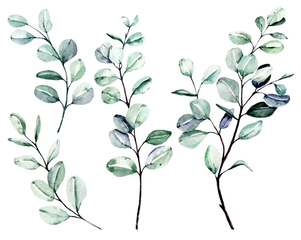 Υδατογραφία Πράσινα Φυτά Χέρι Ζωγραφική Floral Σχέδιο Λευκό Φόντο — Φωτογραφία Αρχείου