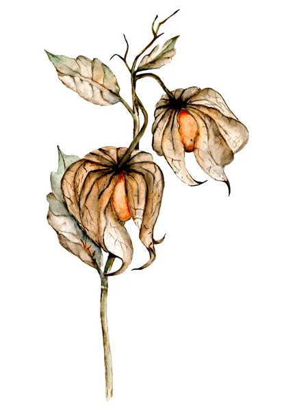 Physalis Aquarell Getrocknete Blumen Handgezeichnetes Botanisches Konzept Vereinzelt Auf Weißem — Stockfoto