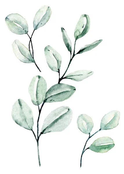 Aquarelgroene Planten Hand Schilderen Bloemmotief Witte Achtergrond — Stockfoto