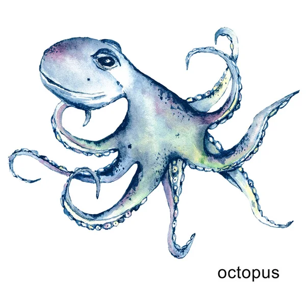 Octopus Watercolor Cartoon Marine Illustration Underwater Life Sea Animals Perfectly — Stock Photo, Image