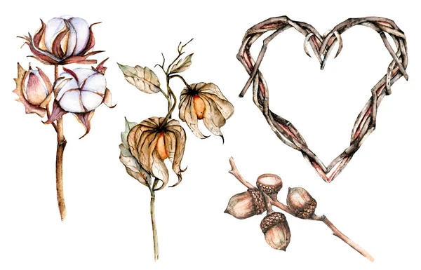 Conjunto Flores Secas Algodón Physalis Bellotas Marco Corazón Para Diseño —  Fotos de Stock