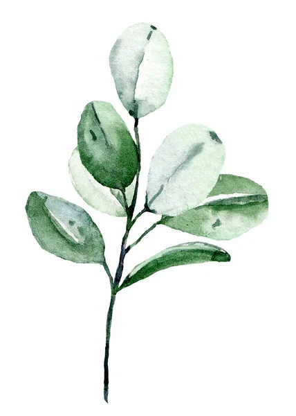 Plante Aquarelle Verte Peinture Main Motif Floral Sur Fond Blanc — Photo