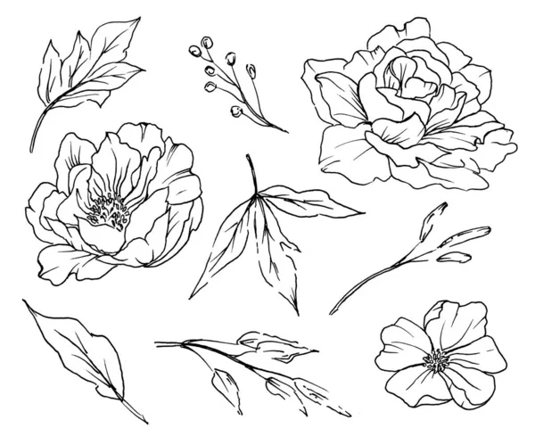 花の線画のセット水彩画の要素を使った手描きのスケッチ — ストック写真