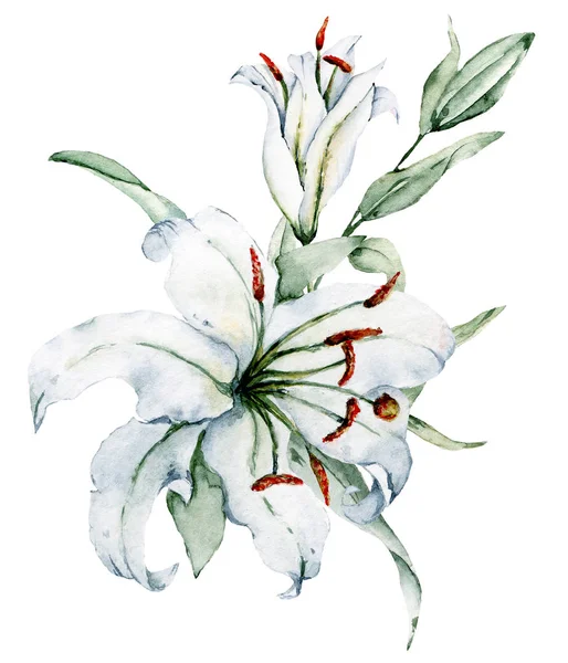 Liljor Isolerad Vit Bakgrund Akvarell Konst Målning — Stockfoto
