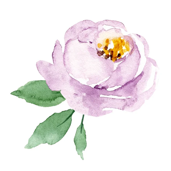 Hand Painting Flower White Background Watercolor Floral Art Concept — 스톡 사진