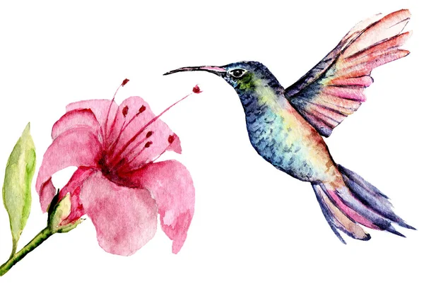 Pembe çiçekli suluboya sinekkuşu