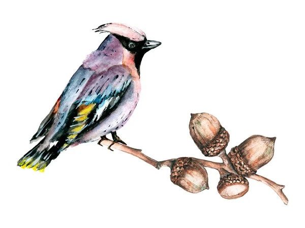 Птах Сидить Дубовій Гілці Жолудями Акварельний Живопис — стокове фото