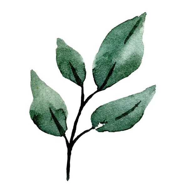 Suluboya yeşil bitki. Beyaz arkaplanda el boyaması çiçek tasarımı 