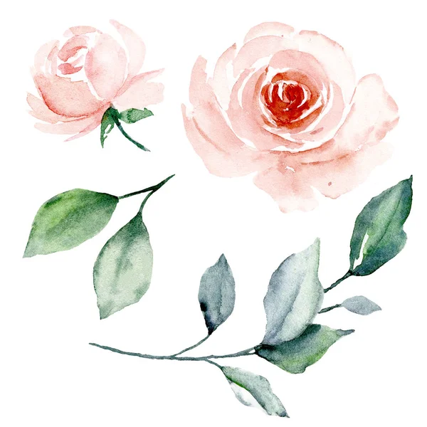 Set Watercolor Floral Drawing Vintage Decoration — 스톡 사진