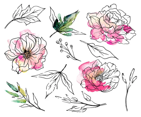 Set Floral Line Art Hand Painting Sketch Watercolor Elements — Stock Photo, Image