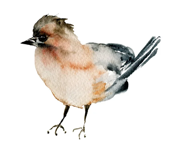 Kuş Suluboya Resim Yaban Hayatı Sanat Eserleri Beyaz Arka Planda — Stok fotoğraf