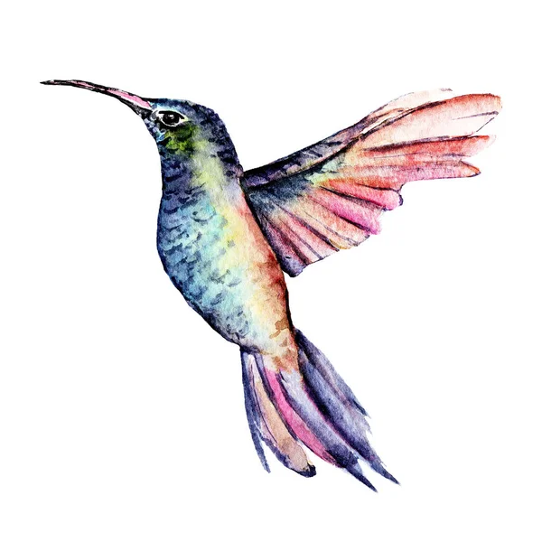 色彩艳丽的水彩斑斓的科里布里鸟 在白色上被隔离 图库图片