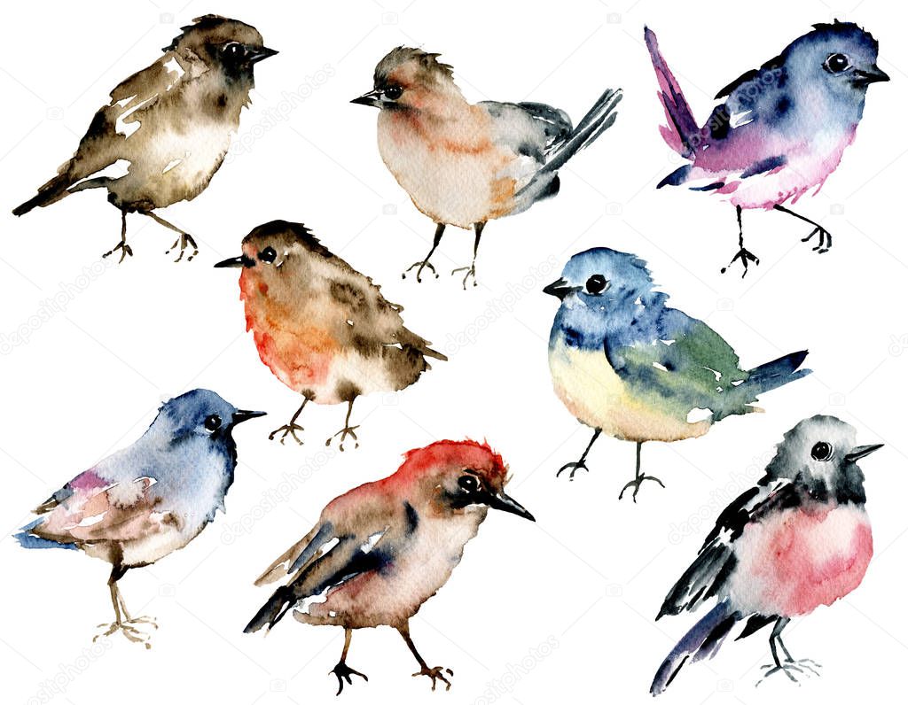 Birds, set watercolor painting, wildlife isolated on white background