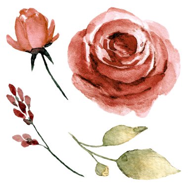 Bir dizi suluboya çiçek çizimi, klasik dekorasyon.