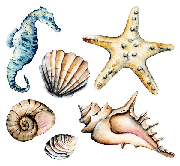 貝殻のセット 海の景色 水彩シーホースやヒトデなどの貝類 — ストック写真