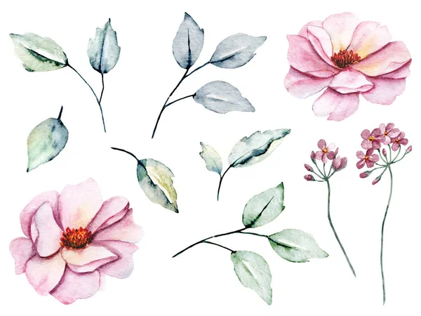 水彩画の花の図面 ヴィンテージ装飾のセット — ストック写真